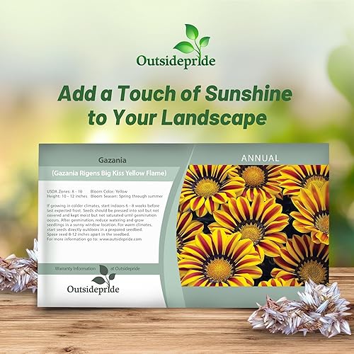 Miniatura 5 de Outsidepride Gazania Big Kiss - Plantas de jardín tolerantes al calor y a la sequía con llama amarilla y cobertura del suelo, 25 semillas