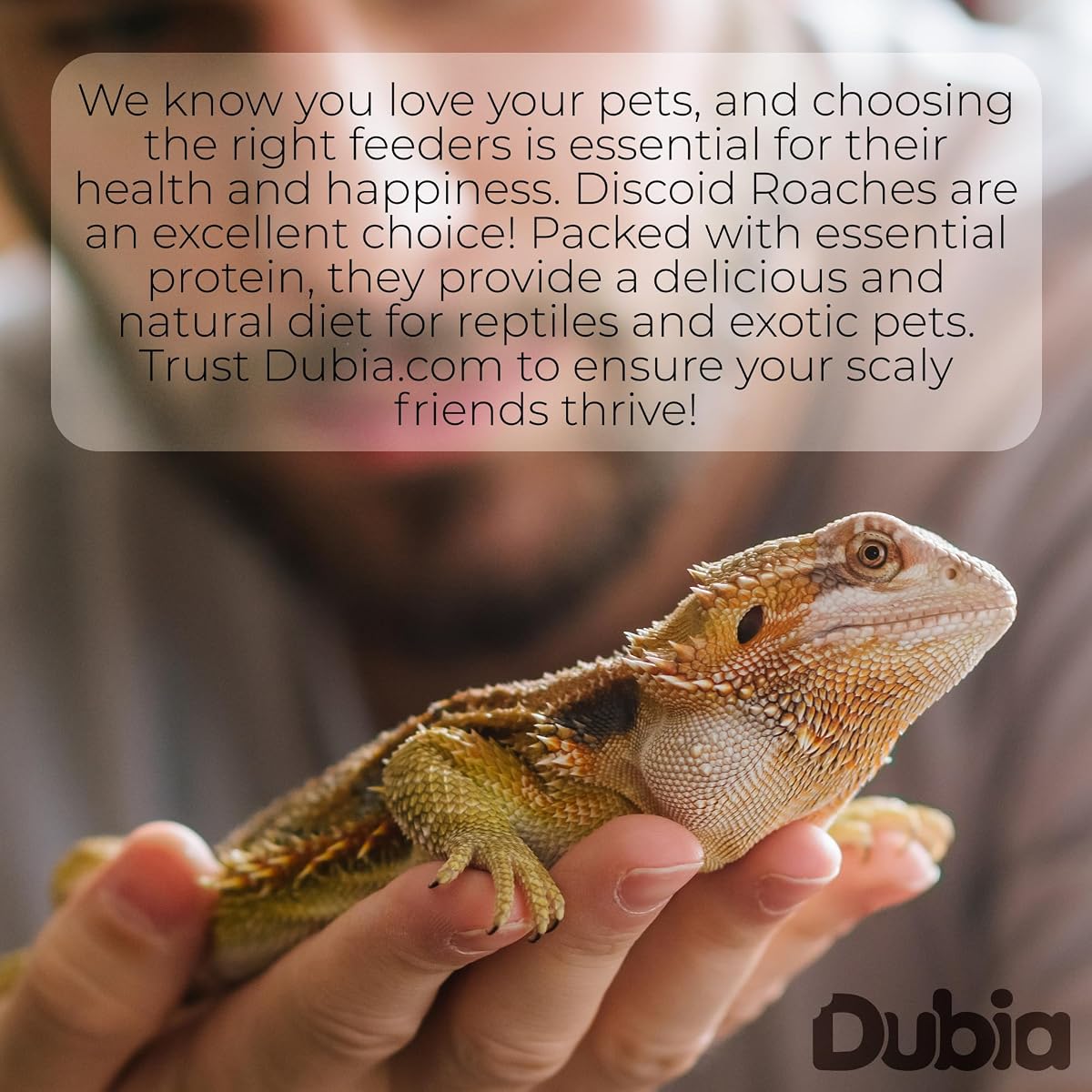 Dubia.com 50 cucarachas discoides vivas extra grandes de 1"+, insectos alimentadores para reptiles y anfibios, cucarachas ricas en nutrientes, tamaño manejable, fácil cuidado, naturaleza resistente y sin olores