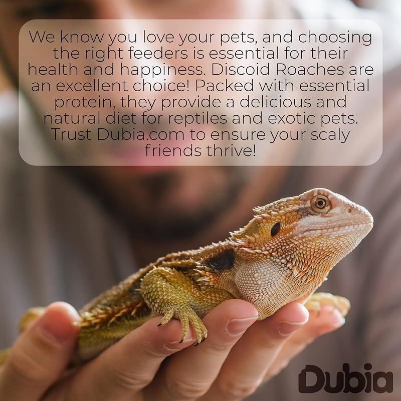 Dubia.com 50 cucarachas discoides vivas extra grandes de 1"+, insectos alimentadores para reptiles y anfibios, cucarachas ricas en nutrientes, tamaño manejable, fácil cuidado, naturaleza resistente y sin olores