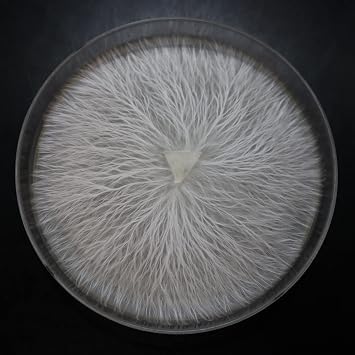 Plate Culture Pink Oyster Mushroom- Pleurotus djamor