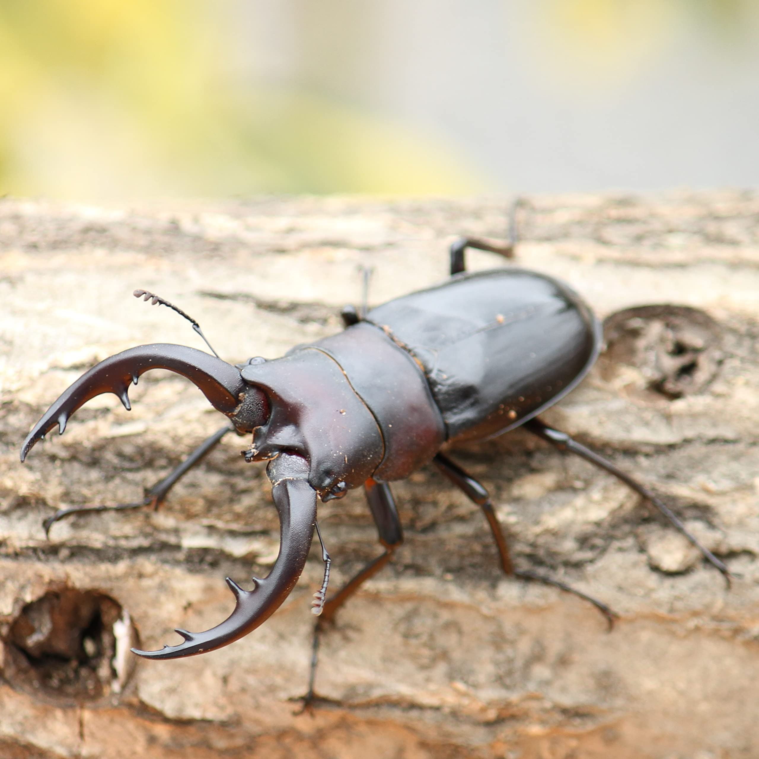 アマミノコギリ（奄美大島）大4頭 Amazon | 【BIG HORN】アマミノコギリクワガタ70ミリ台 成虫ペア 飼育