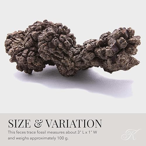 Miniatura 27 de KALIFANO Auténtico artrópodo calimeno trilobite fósil grande de Marruecos - Trilobita/Calimeno marino para colecciones de fósiles y fines educativos