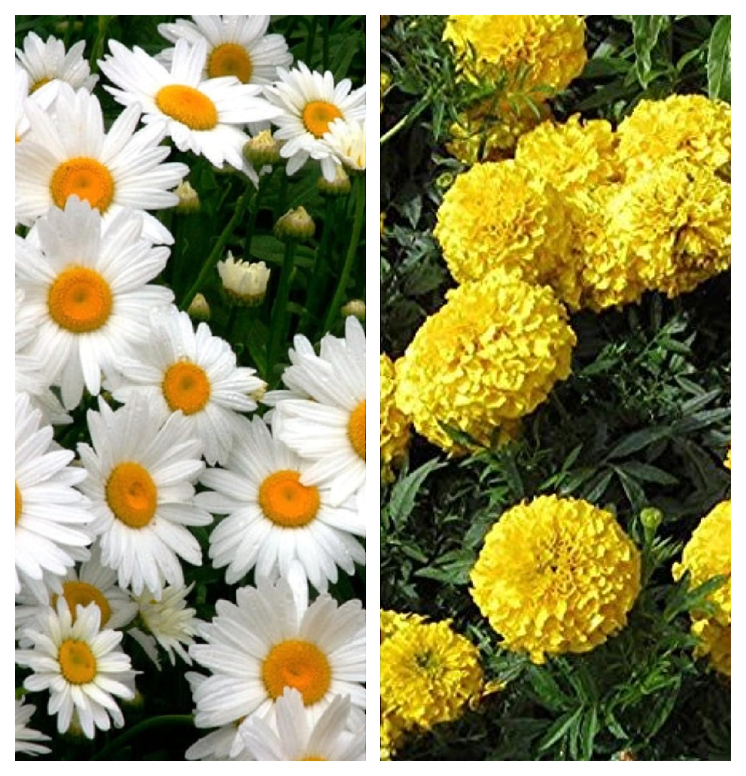 Daisy Mix & Marigold Yellow Combo Flower Seeds (Pack Of 2