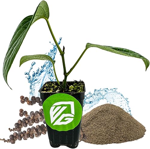 Planta viva de pimienta negra - Piper nigrum - Planta de iniciación Wellspring Gardens