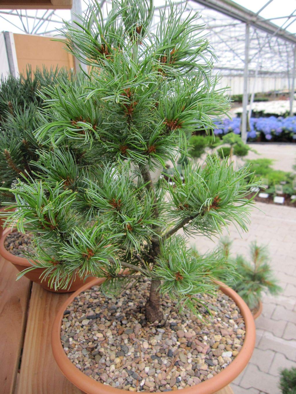 Pinus parviflora Schoons Bonsai - Mädchenkiefer Schoons Bonsai