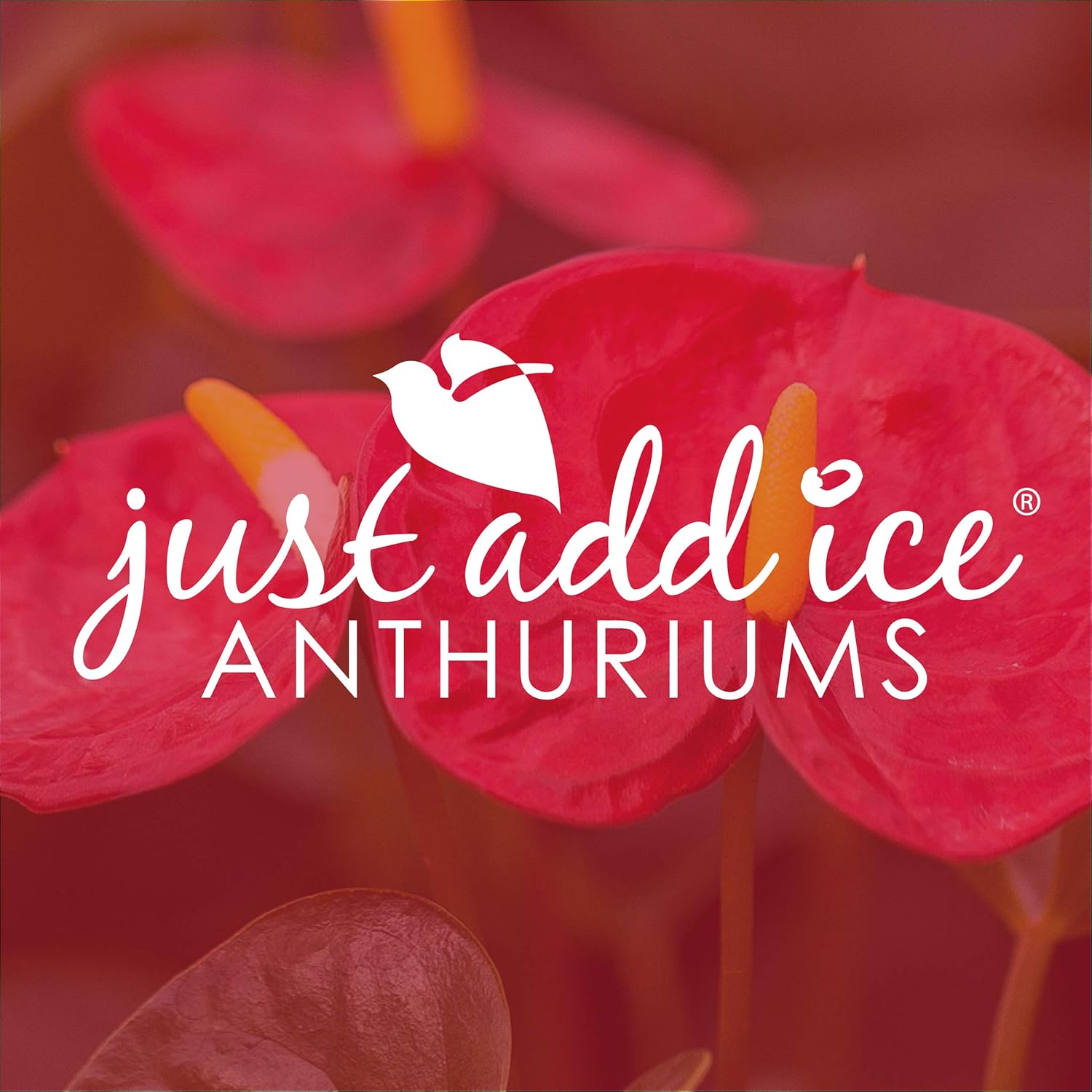 Just Add Ice Anthurium Plant - Easy Care Live Plants,5” Diameter, Red