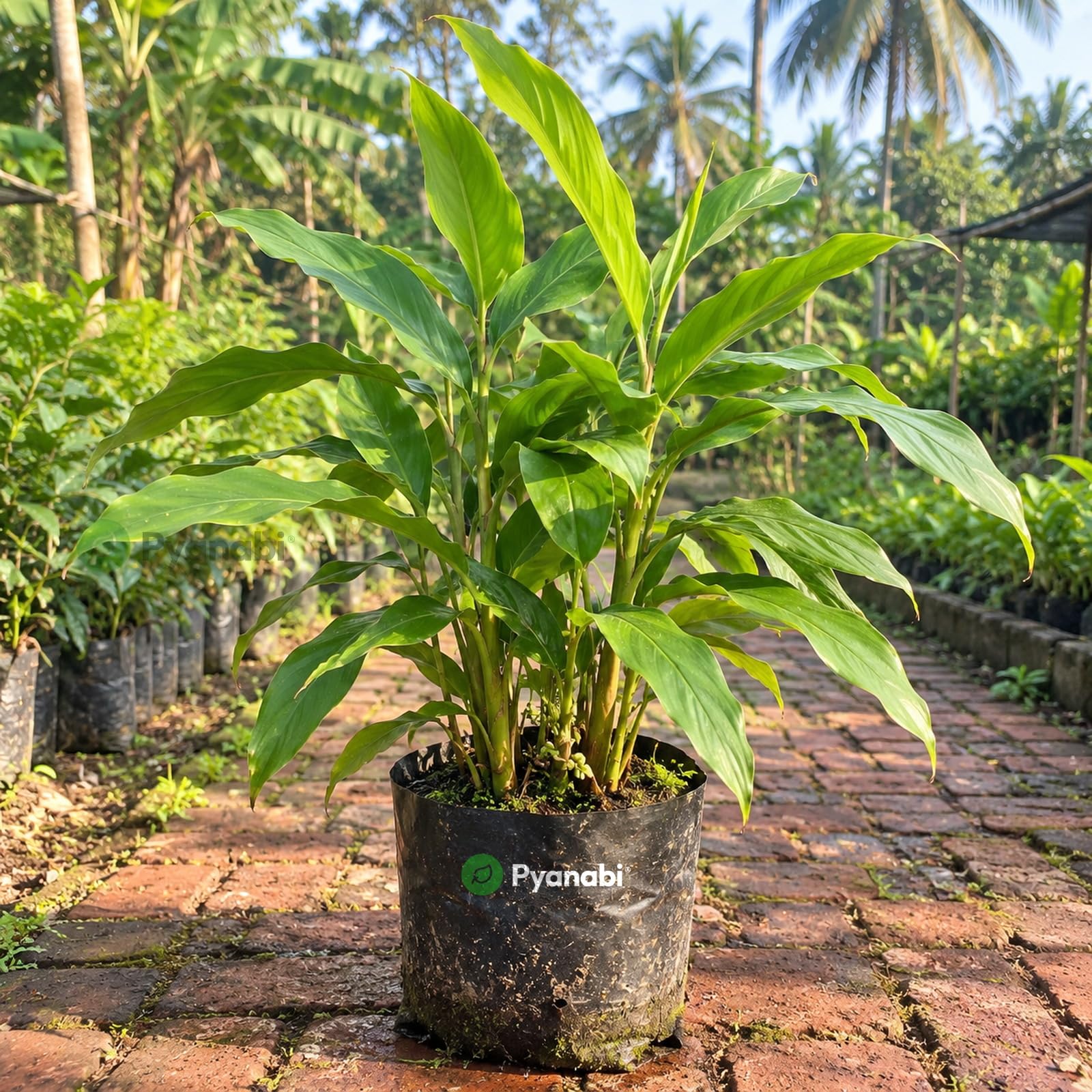 Chakra Phool Plant - Star Anise Spice Tree -25 Chakra Phool Plant - Star Anise Spice Tree -25