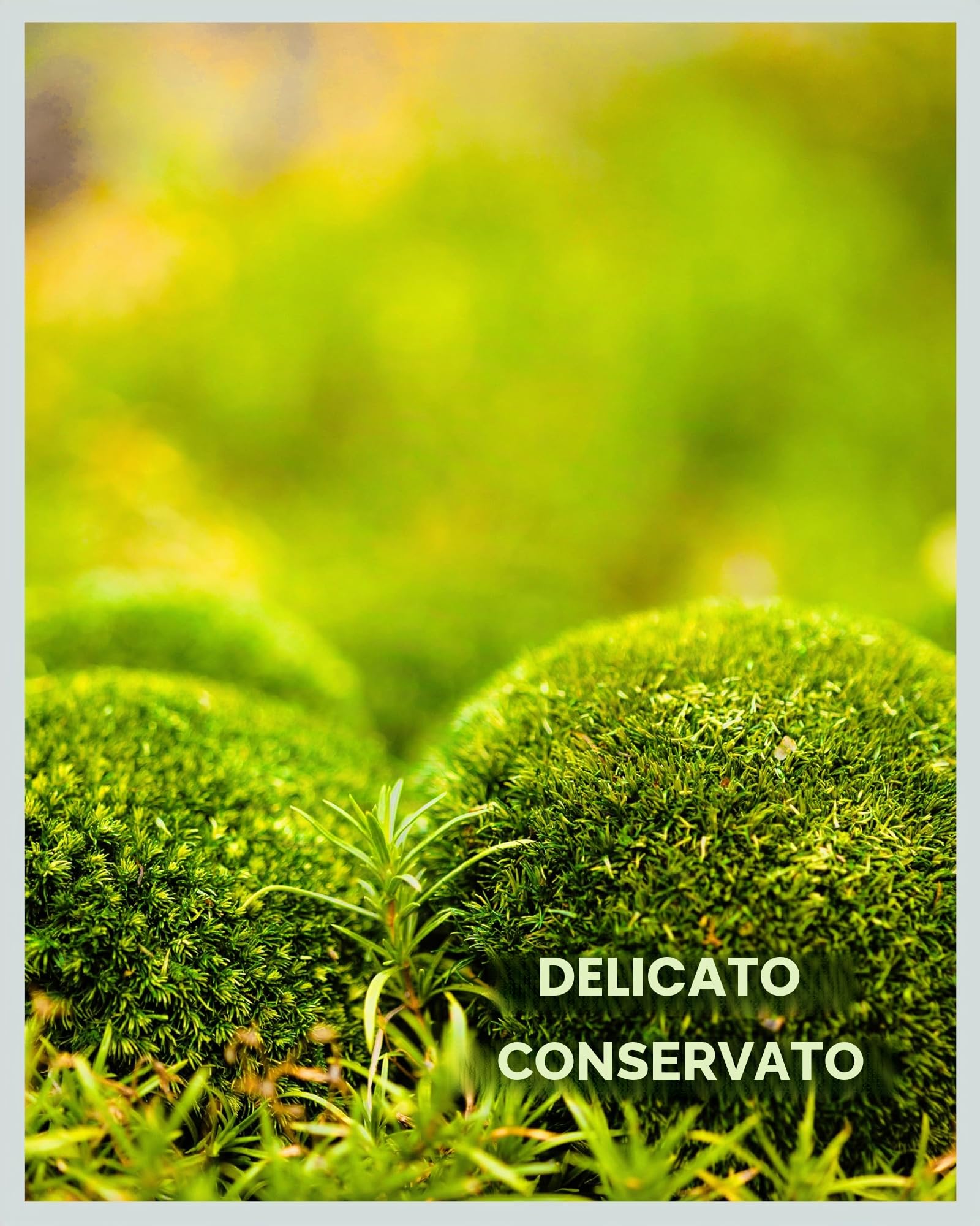 Mia Milano I Muschio Sferico Conservato Verde Chiaro I Muschio Naturale Islandese I Decorazione e Artigianato I 250 g
