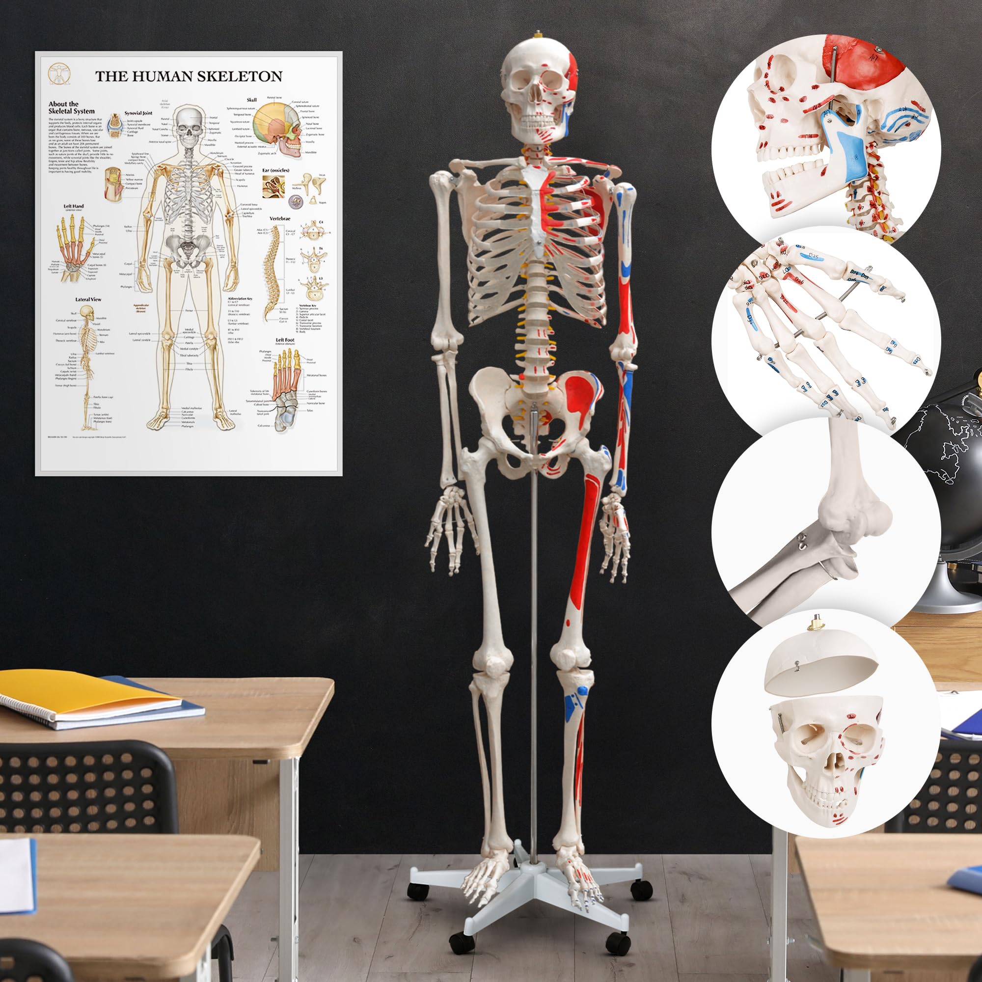 Jago® Anatomiczny szkielet – naturalnej wielkości, z plakatem, stojakiem, ruchomymi kończynami – szkielet ludzki, anatomiczny model ciała, do nauki medycyny, szkoły, kliniki, fizjoterapii