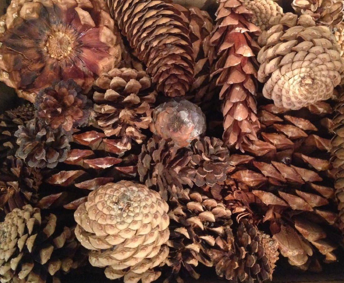 2 Pound Box Assorted Natural Pine Cones