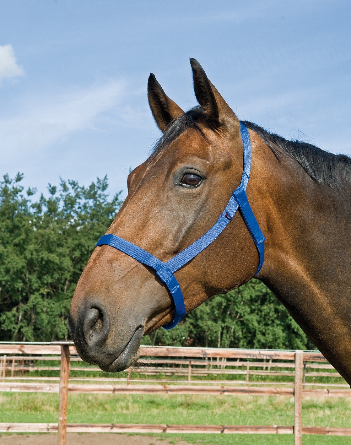 Halfter Weide SH ajustable con herrajes resistentes azul
