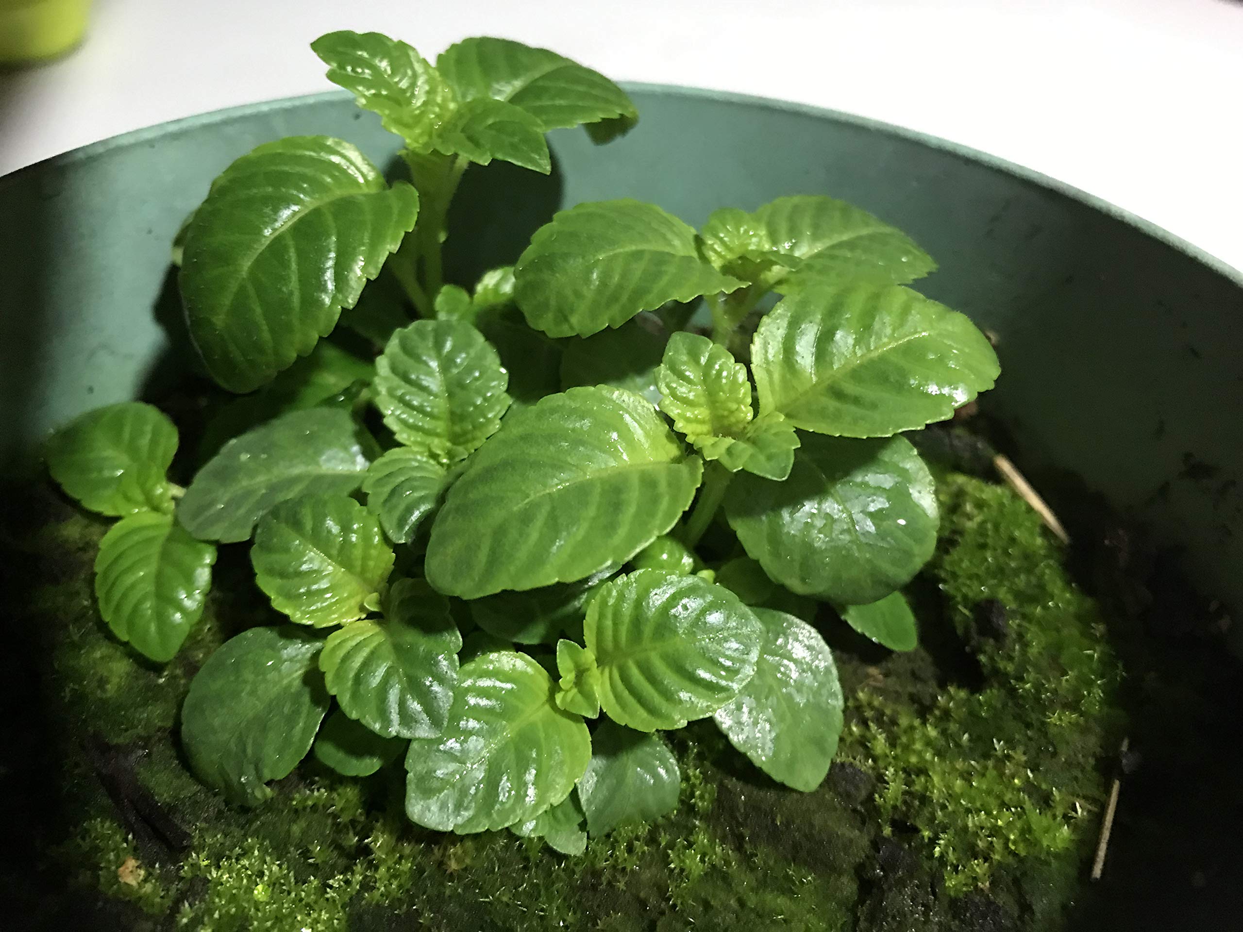 2 Packages of Grass Jelly Mesona chinensis Seeds - 50 Seeds (Taiwan Variety) Per Package