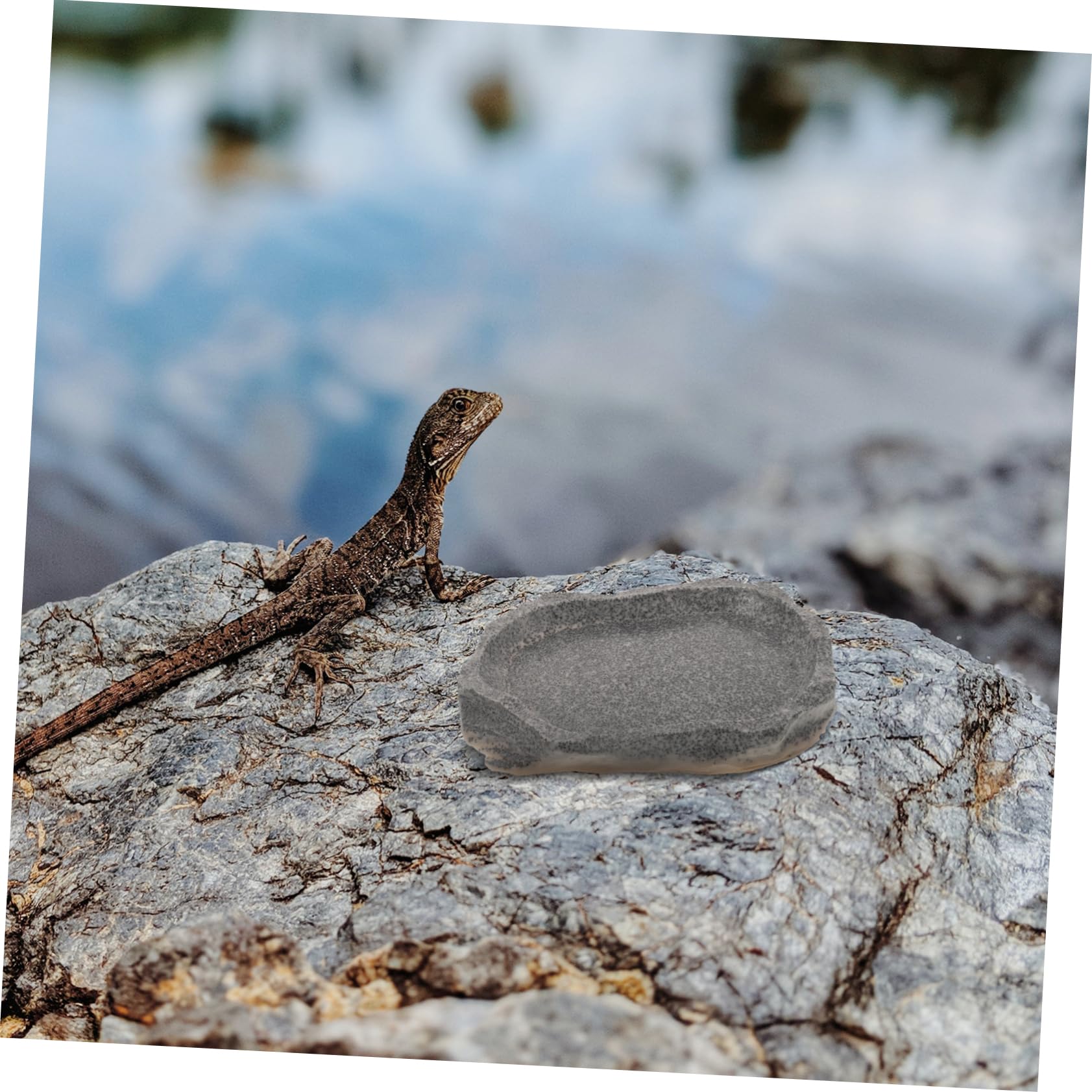 SUPVOX 5piezas Tazón De Resina para Reptiles Comedero y Bebedero Simulación De Piedra Accesorio Multifuncional para Terrarios y Alimentación De Mascotas para Lagartijas Ranas y Geckos