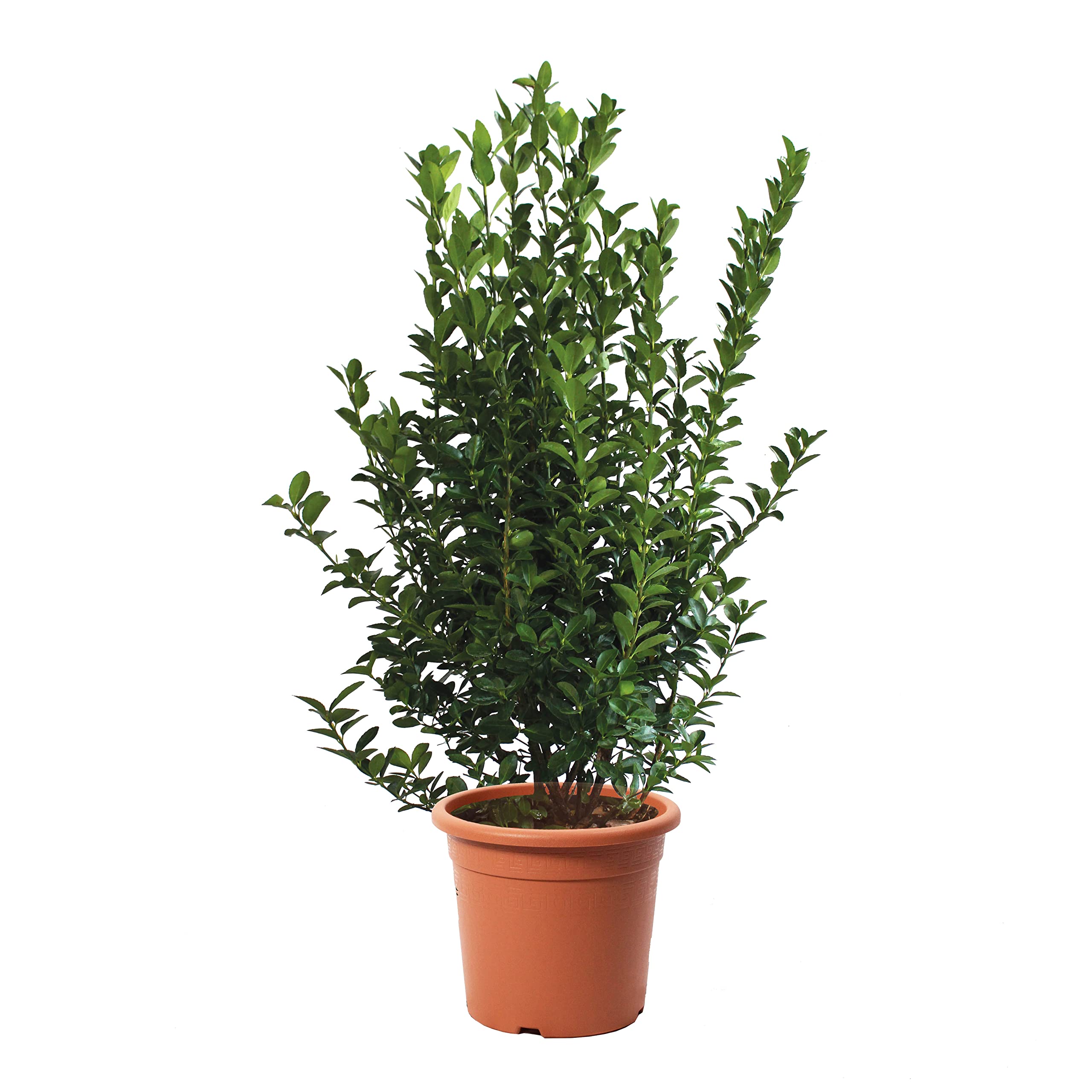 Euonymus Japonicus - Evonyme japonais - Plantes de haie d'extérieur - Vraies Plantes Vertes Naturelles de Jardin Résistantes - H 100-125 cm Pot Ø 30 cm