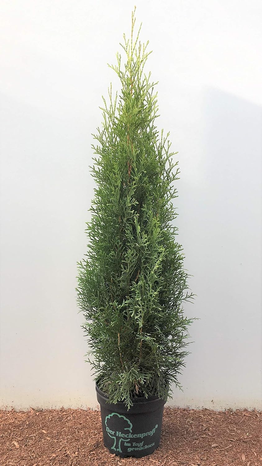 Lebensbaum Thuja occidentalis Smaragd 60-80 cm 30 St ck winterhart 30 St ck dichter Sichtschutz schnittvertr glich robust sonnig bis halbschattig ideal f r Gartenhecken