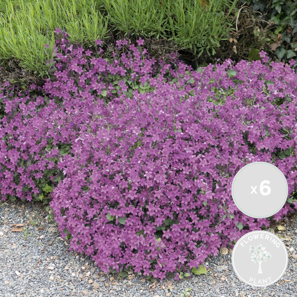 Bloomique - Set de 6 - Campanula ‘Ambella Pink’ - Campánula - Cubresuelos - Plantas de jardín - Resistente al frío - Apta para mascotas - Altura 10-20 cm - Maceta 10,5 cm