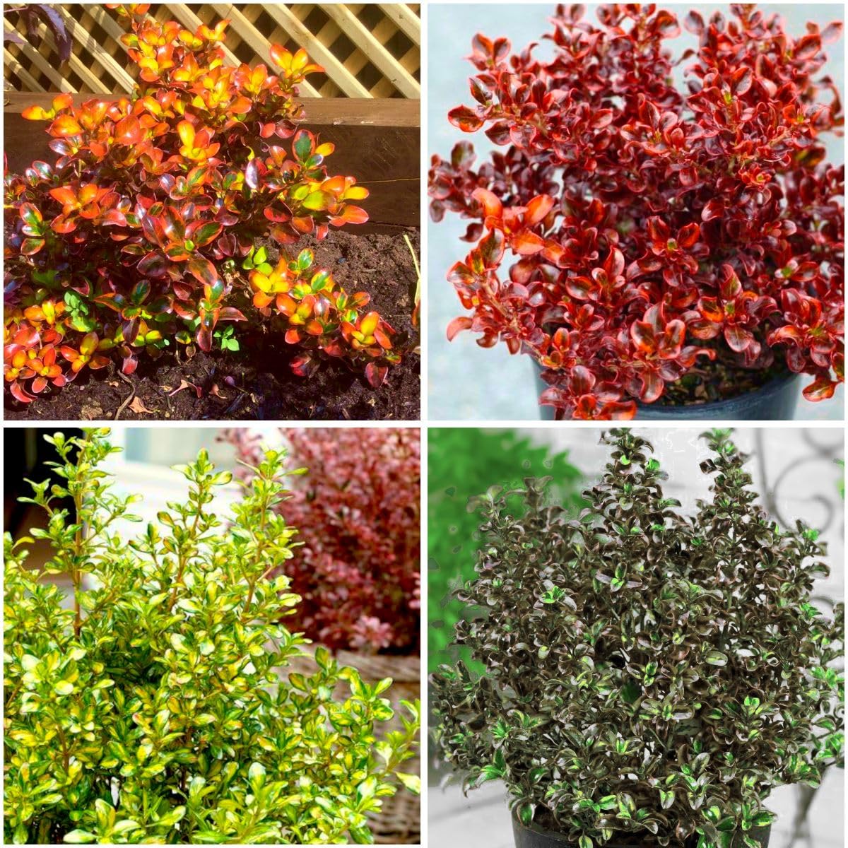 GrowOn Shrubs [x4] Coprosma Collection | Variety-Pack | Evergreen Shrubs | Outdoor Garden Ready Plants | Spring Flowering | Green Flowers