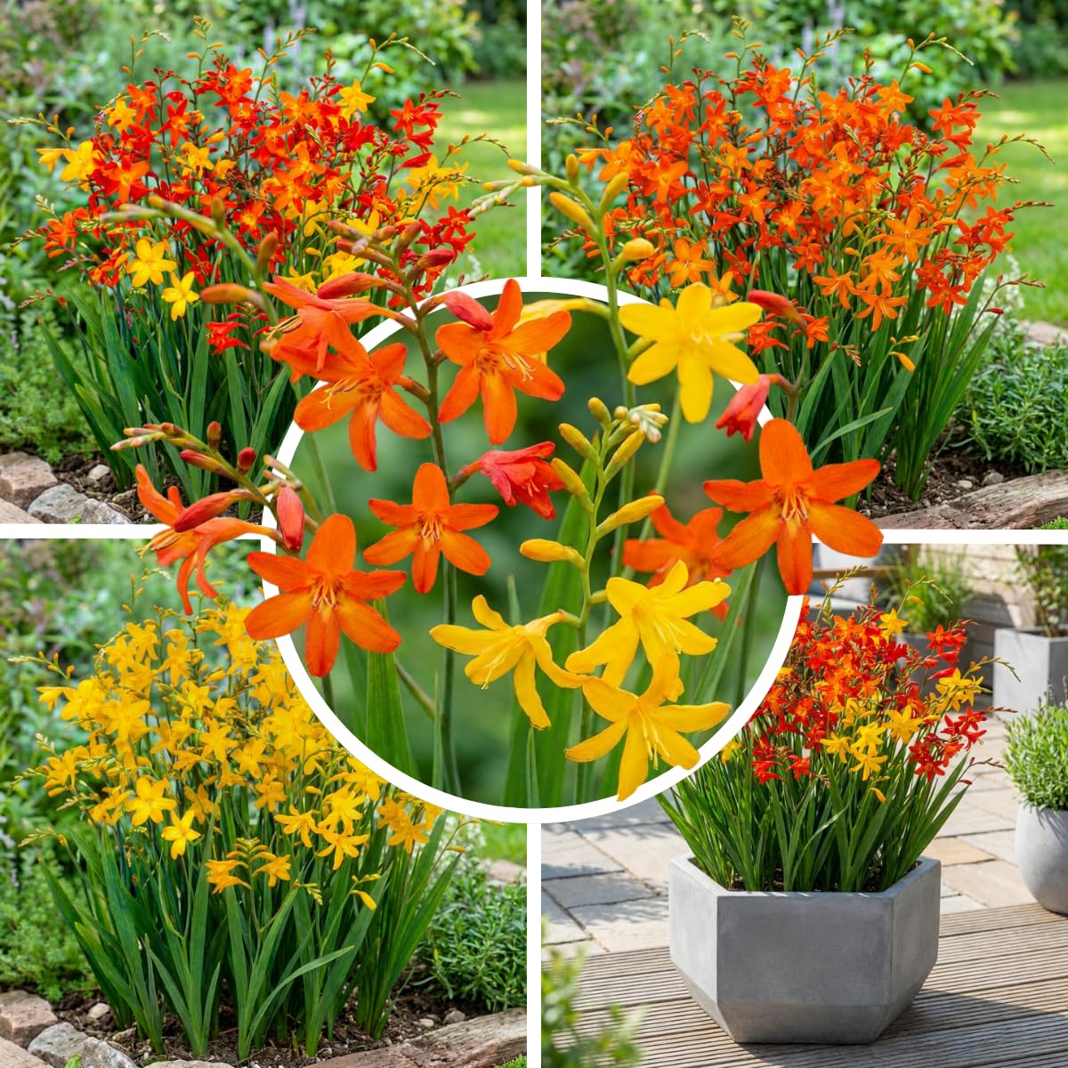 Blumenzwiebeln Gladiolen, Liatris, Exklusive Mischung aus Holland, Mehrjährig für Garten