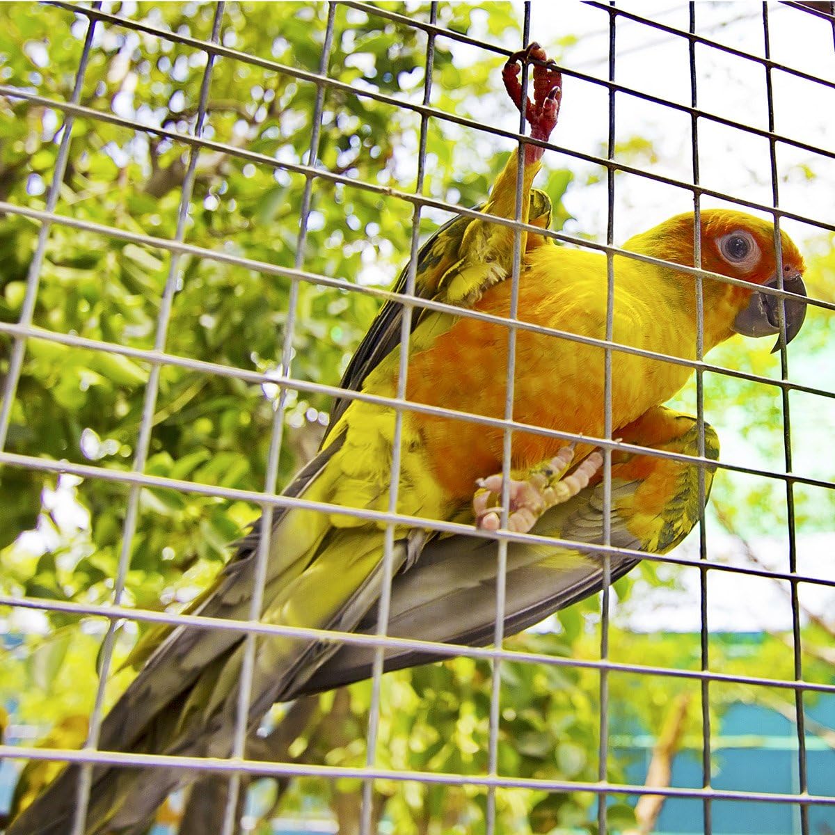 Exсluѕіvе Dіѕсоunt 50% Prісе Goplus 48'' x 50' Hardware Cloth, 1/2 inch Welded Cage Wire Galvanized Hardware Cloth Metal Mesh Chicken Netting Rabbit Fence Wire Window 80% оƒƒ Dіѕсоunt Goplus 48'' x 50' Hardware Cloth, 1/2 inch Welded Cage Wire Galvanized Hardware Cloth Metal Mesh Chicken Netting Rabbit Fence Wire Window