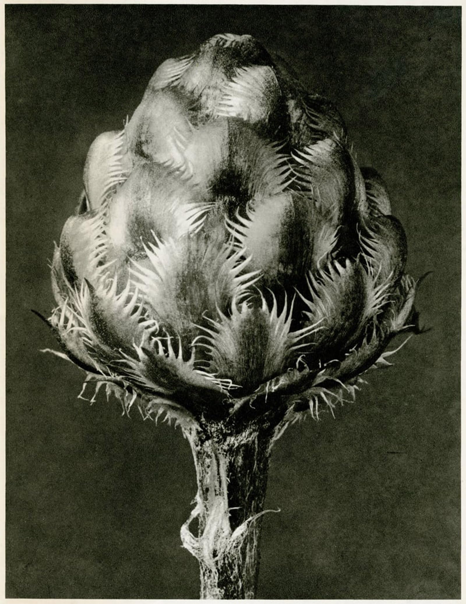 SERENDIPITP Abstract Painting Mural Print Picture Wall Decor Painting Centaurea Grecesina by Karl Blossfeldt Vintage Wall Artwork for Home Decor 60x90cm