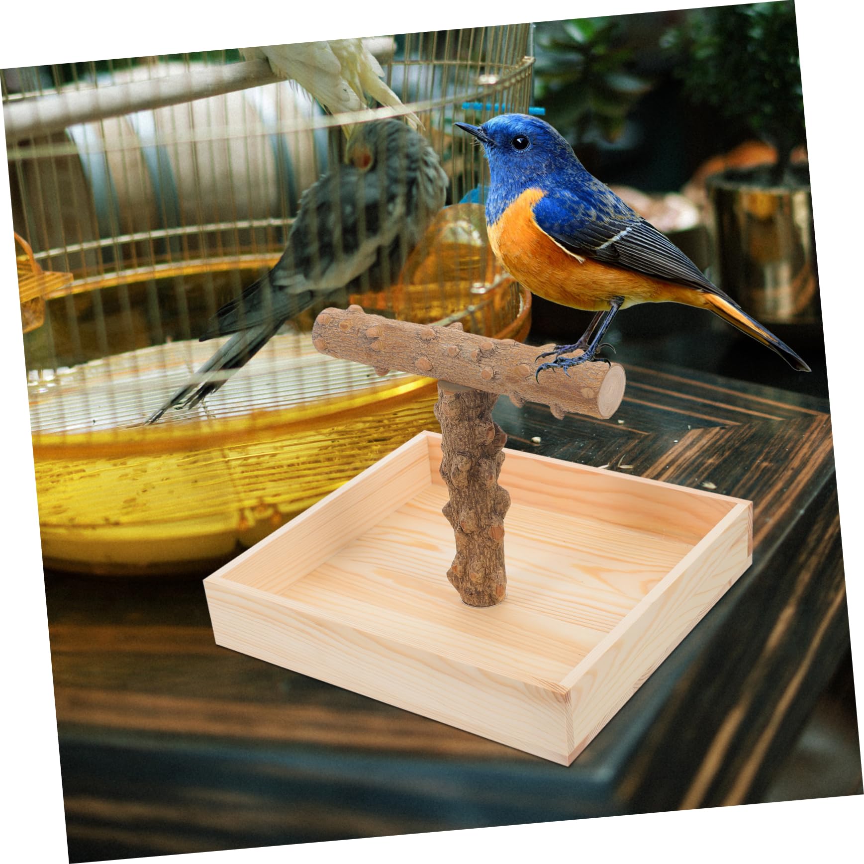 Sosoport Vogel Sitzstange Für Papageien Natürliche Standvorrichtung Für Käfige Oder Tische Für Cockatiels Nymphensittiche Und Andere Kleine Vögel Und Für Spiel Und