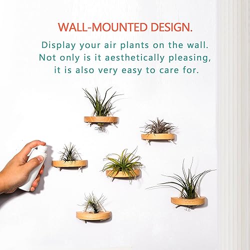 Miniatura 3 de MITIME Soporte para plantas de aire, soporte de exhibición de plantas de aire pequeño. Soporte de pared para ahorrar espacio, decoración de pared.