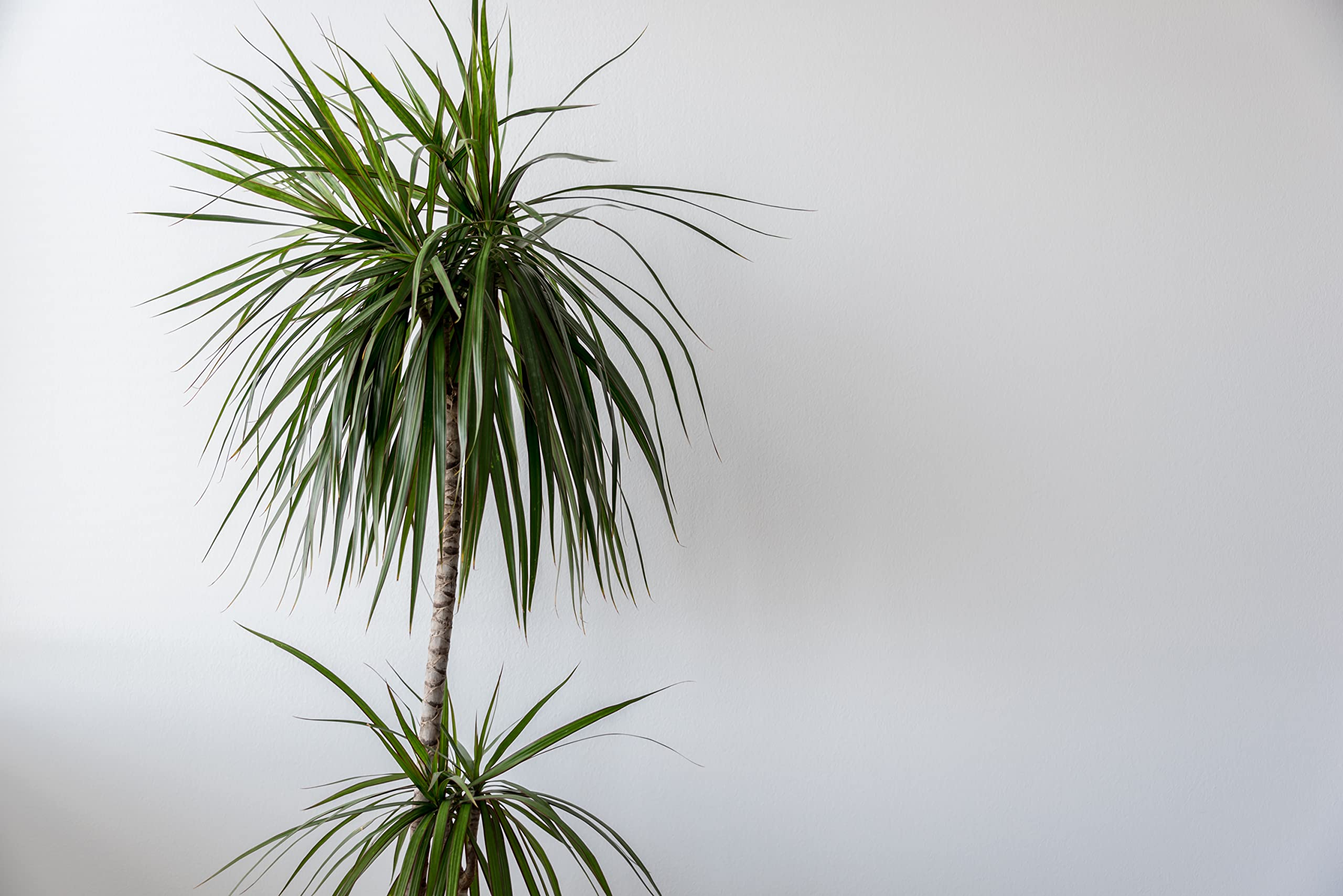 Verdecora Dracena Marginata | Dracaena Marginata | Planta natural de interior | Gran adaptación a interiores y fácil de cuidar (Maceta Ø11cm)