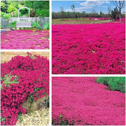Más de 20000 semillas de tomillo rastrero para plantar, semillas de tomillo rastrero sin OMG, flores perennes, cubierta del suelo, paisajismo de