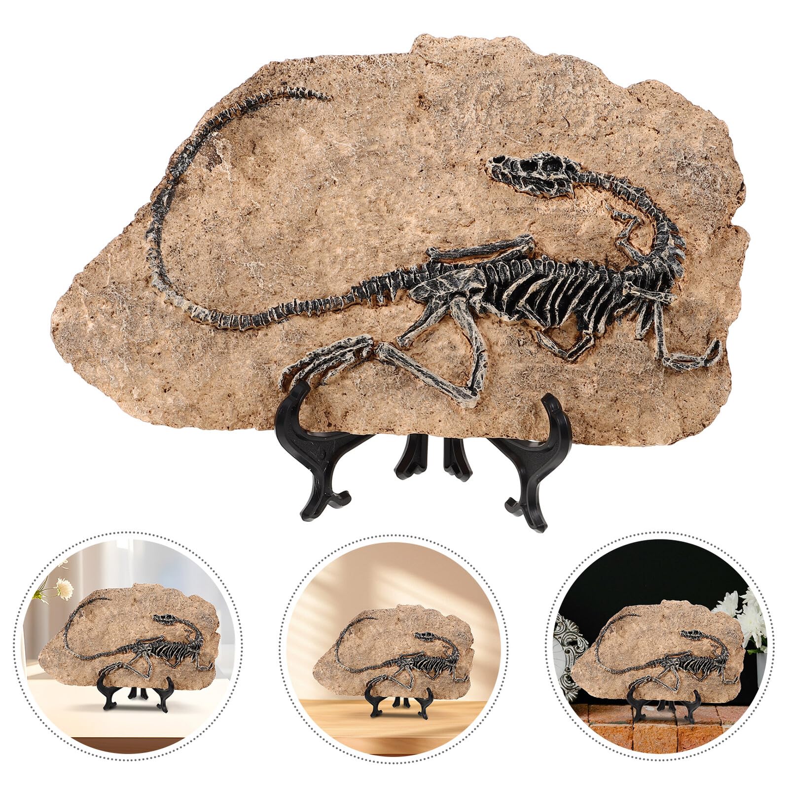 DOITOOL Statua Decorativa Ornamento Realistico per Arredamento di Fossile di Dinosauro in Resina e Regalo Educativi per Ragazza per Casa e Ufficio