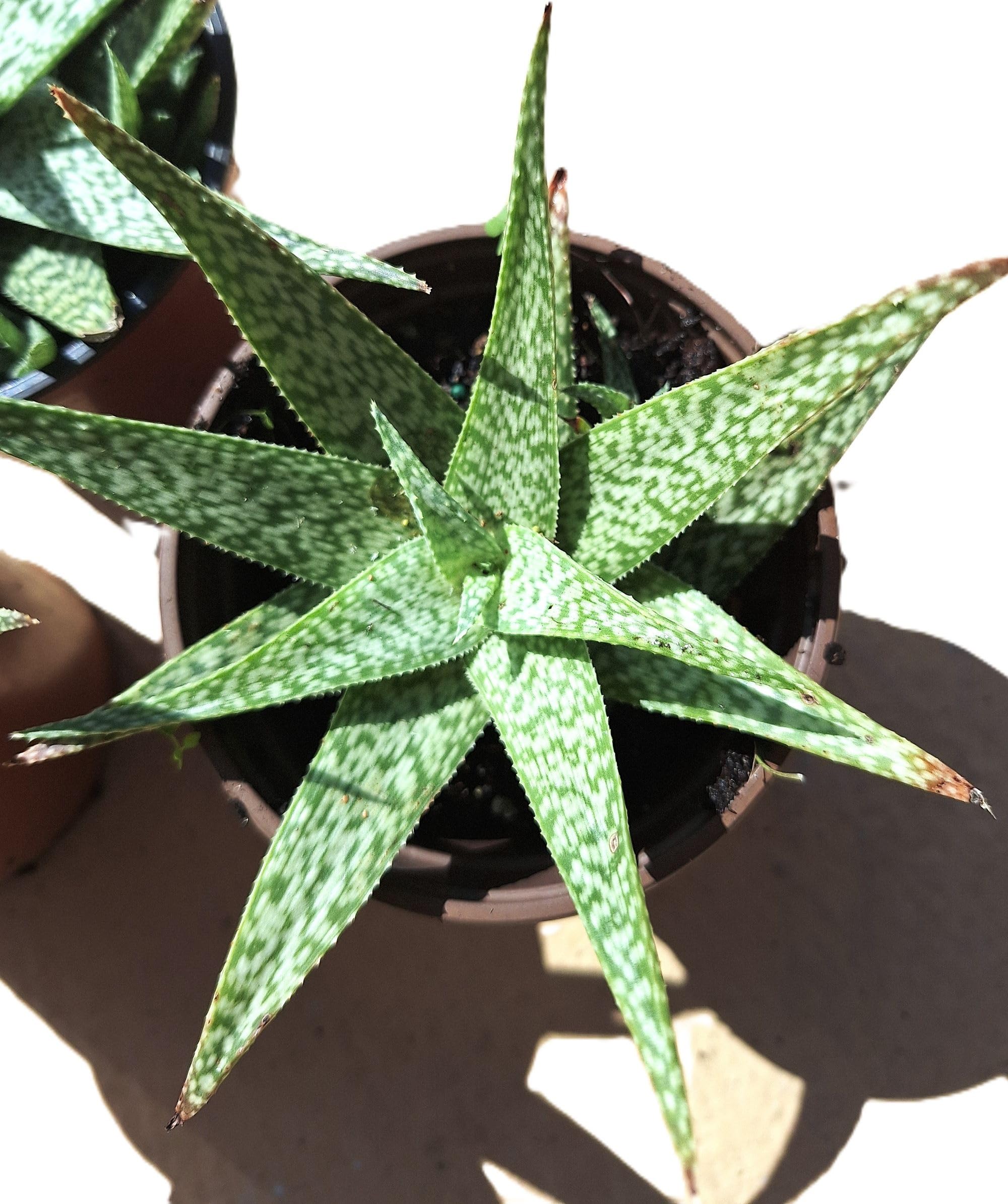 Amazon.com : Aloe 'Bright Star' ('Donnie') Rare Kelly Griffin Hybrid 6-Inch  Starter Plant : Patio, Lawn & Garden