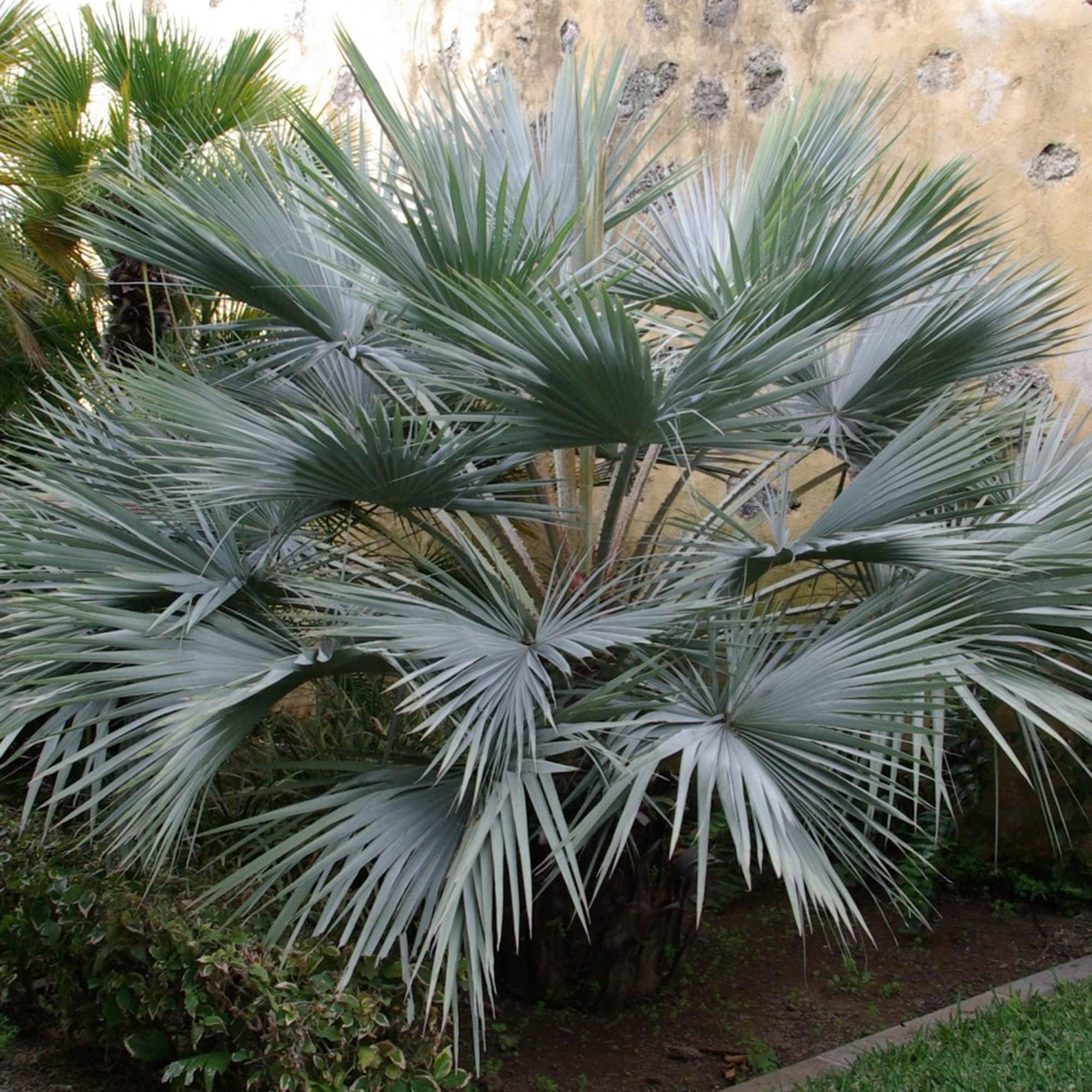 Brahea Armata Seeds Mexican Blue Palm Ornamental Plant Drought Tolerant Edible Fruit Patio Outdoor 7Pcs Tree Seeds by YEGAOL Garden