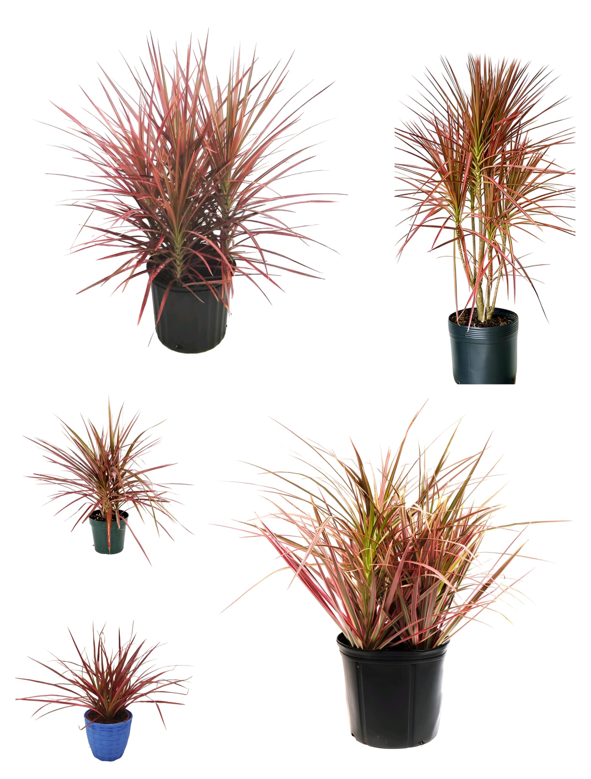 RK and JA Plant* Red Edged Dracaena Marginata/Princess Live Plant. Air  Purifying Indoor Plant For Office And Living Room. (Pack Of - 1) :  Amazon.in: Garden & Outdoors