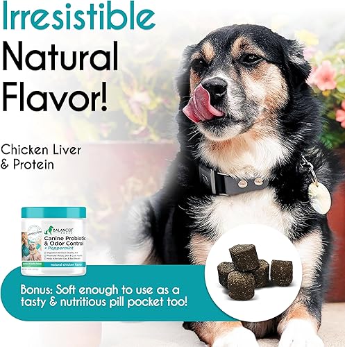 Miniatura 5 de Balanced Breed Probióticos para perros digestivos para la salud intestinal masticable, hecho en Estados Unidos, sin OMG, aprobado por veterinarios,