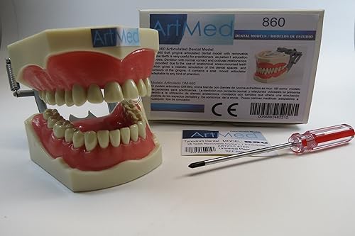 Modelo de enseñanza de anatomía de Typodont dental con dientes de marfil extraíbles, placa universal ARTMED Modelo 860