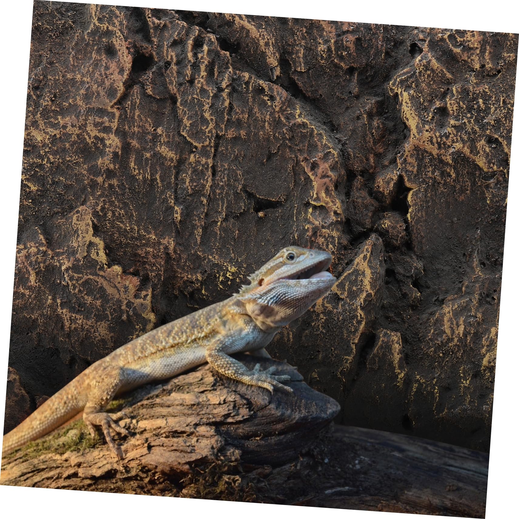 Totority 1Pc Decorative Background Board for Reptile Turtle Tank Durable Material Easy to Cut for Custom Splicing Versatile Wall Decor for Living and Kitchen