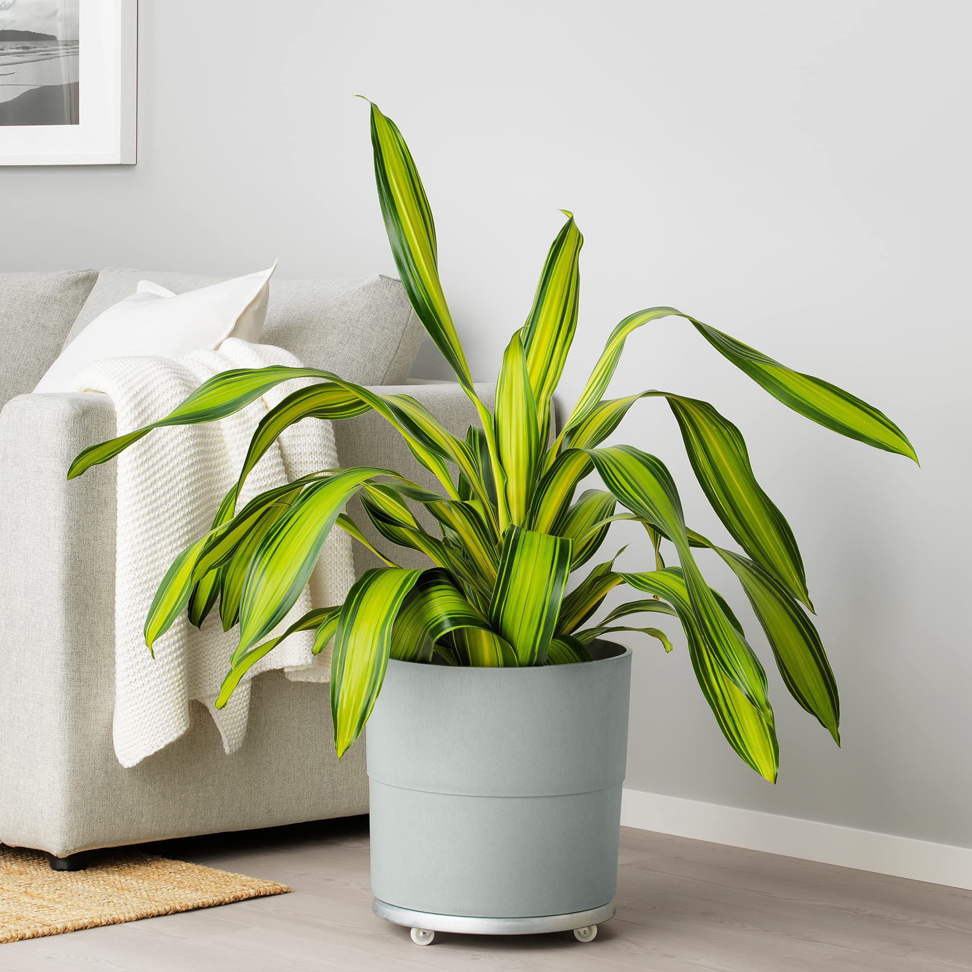 NYPON plant pot, in/outdoor grey, 15 cm - Lithuania