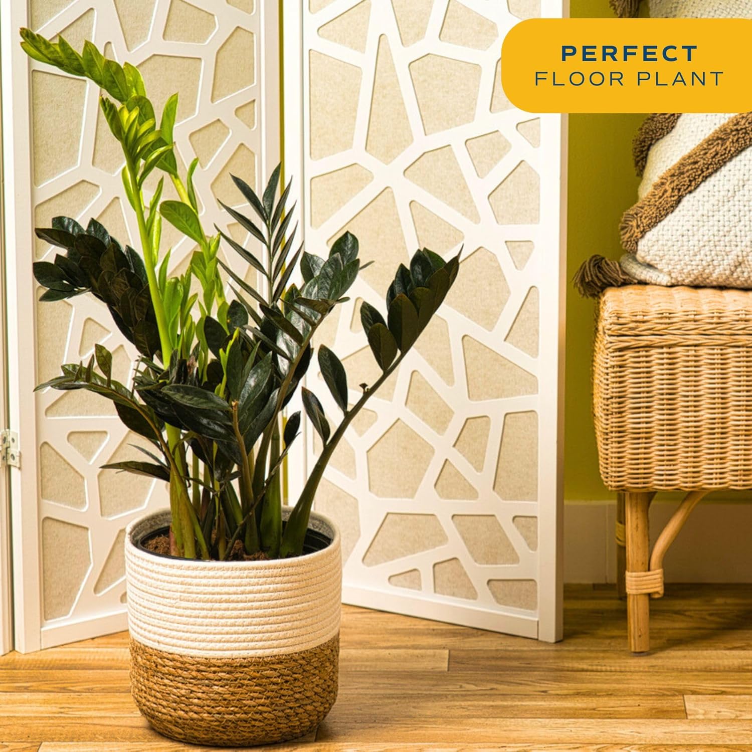 Costa Farms Raven ZZ Plant, Easy Care Indoor Houseplant, Potted in Decorative Plant Pot with Soil, Room Decor for Tabletop, Shelf, or Office Desk, Trending Tropicals Collection, 22-Inches Tall