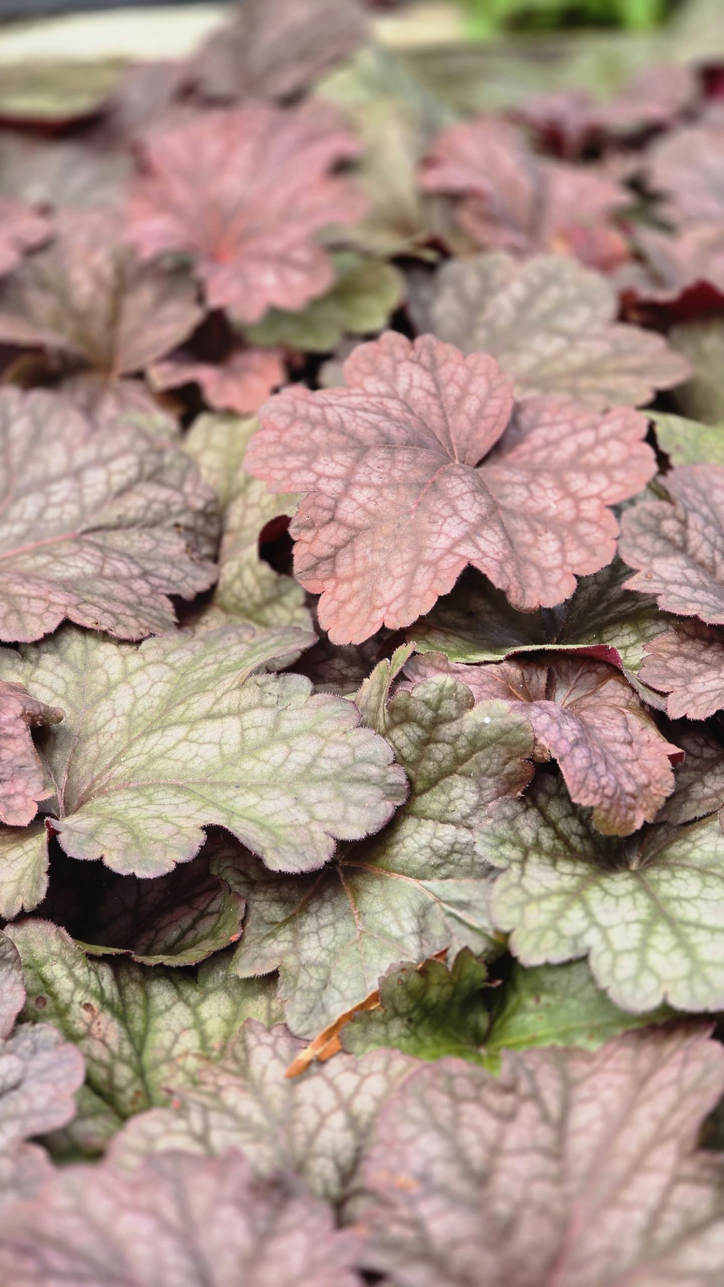 Daylily Nursery Berry Smoothie Heuchera