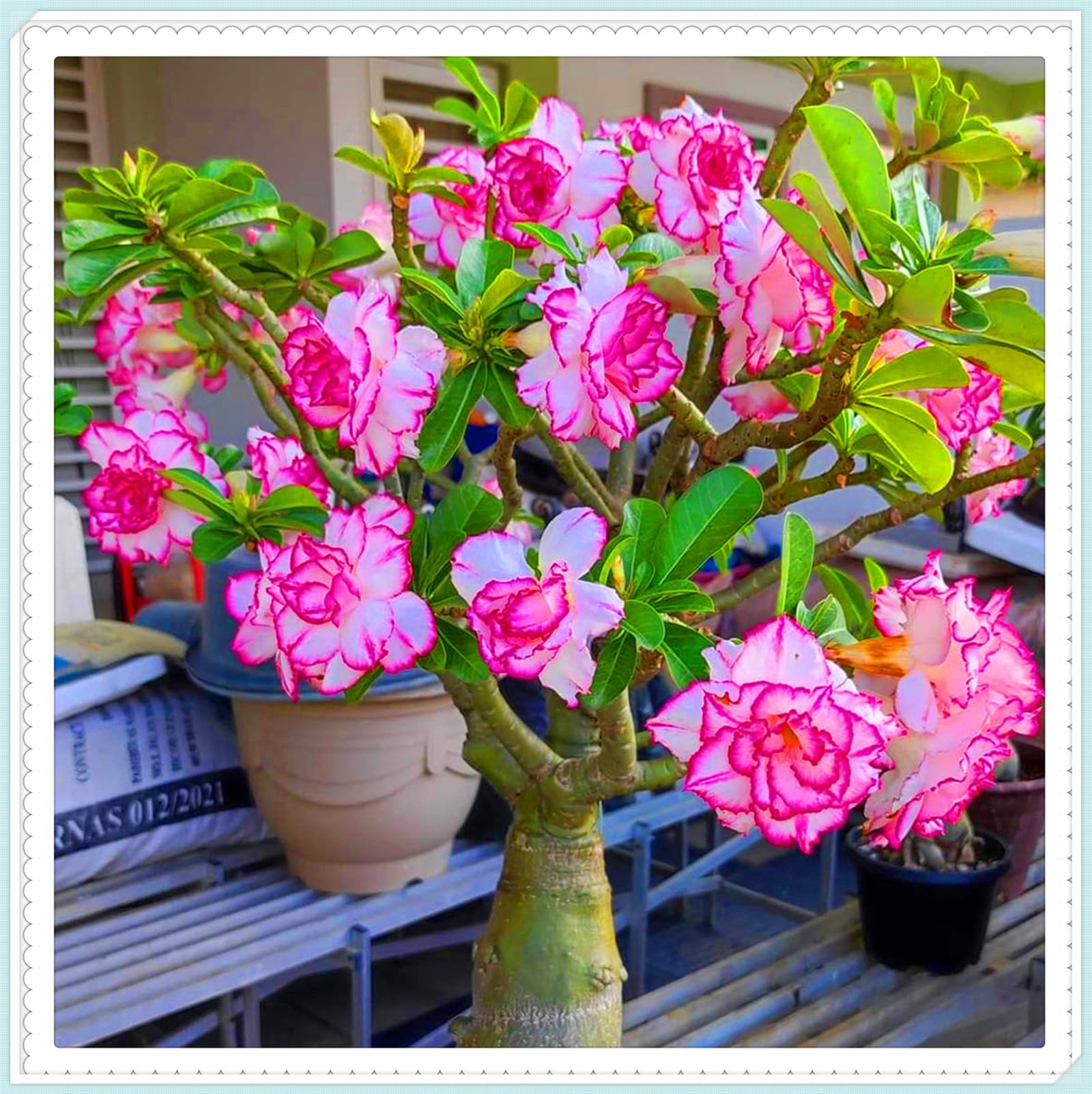 Drought-Tolerant Desert Rose Tubers & Perennial Plants/Cold Hardy Varieties Flowering All Year, Great for Planting and Beautiful Garden Displays-2bulbs-B