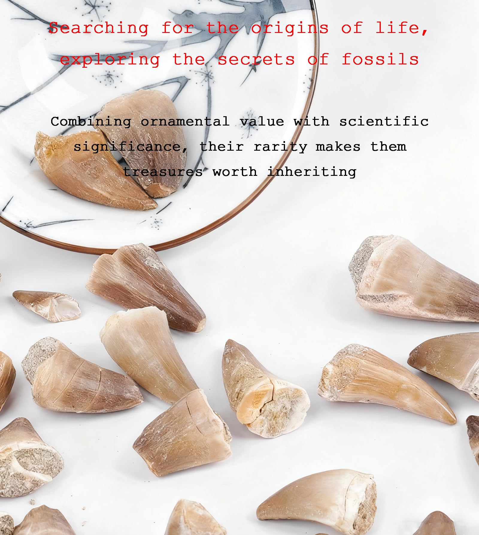 Denti Fossili di Mosasauro Preistorico (Confezione da 10) Denti Fossili Marini Naturali, Pietra Grezza, Decorazioni Artistiche e Scientifiche per Collezioni,10 PCS