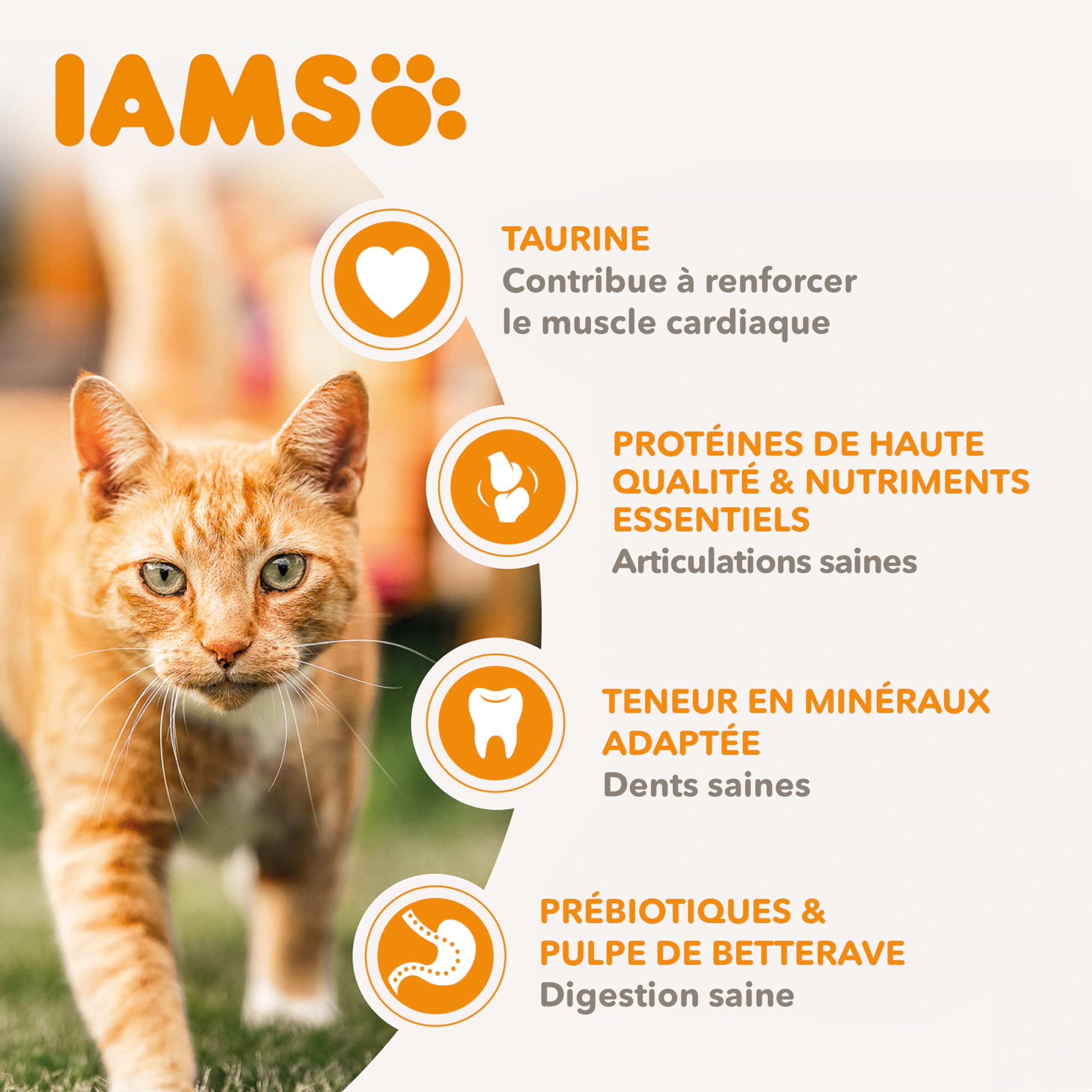 IAMS Croquette au Poulet pour Chat Senior 10 kg