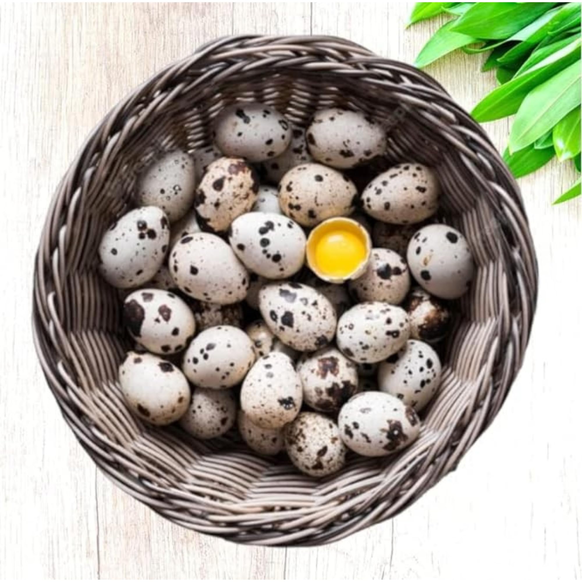 FARM FRESH Quail Eggs *Laid in the U.S.* Hormone Free; Non-GMO - (36+ Count) *Eating Eggs*