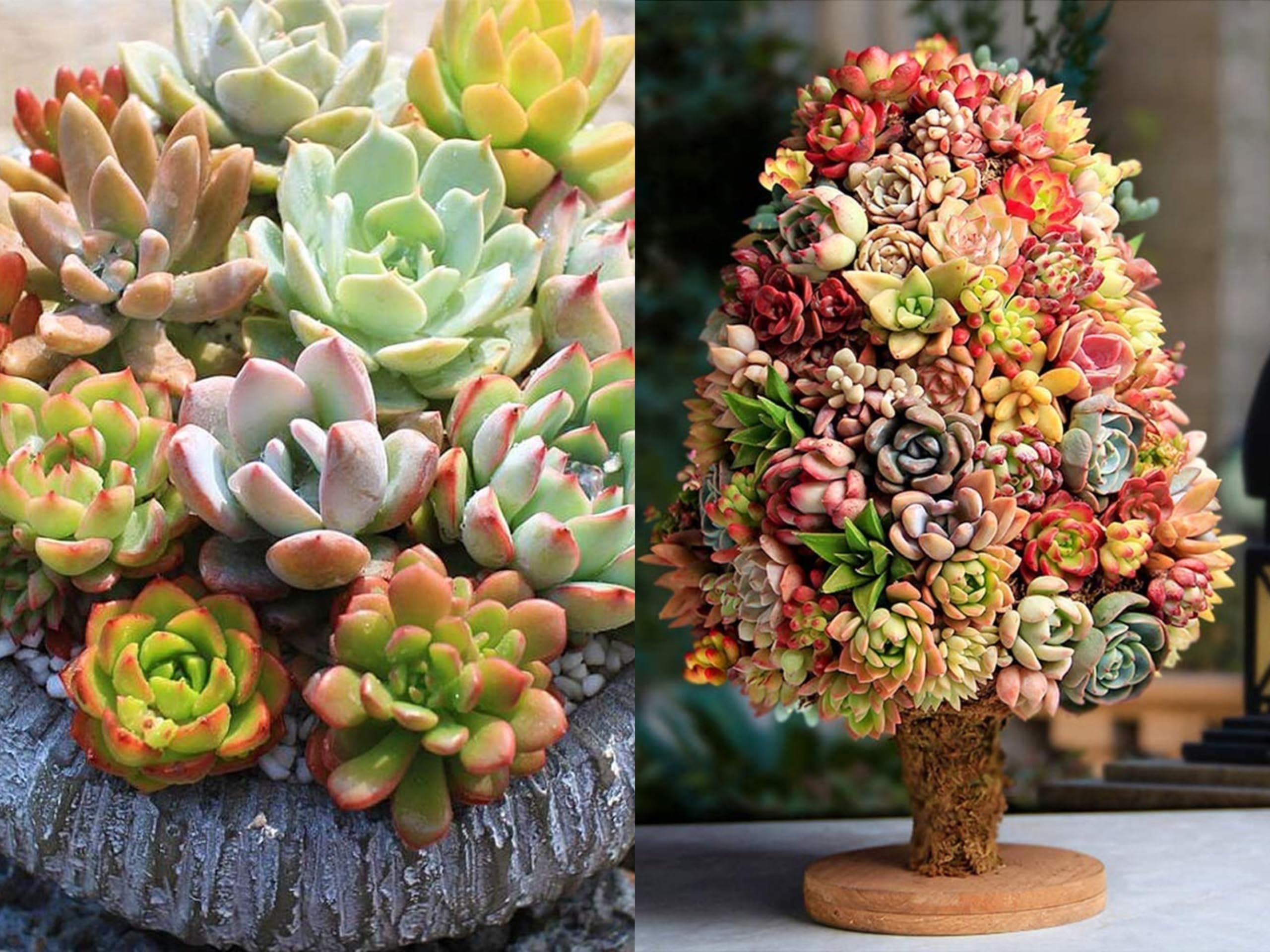 65+ SEEDS- Rosettes Mix Succulents Seeds Pack - Grow All Year - Indoor & Outdoor Both-image-27