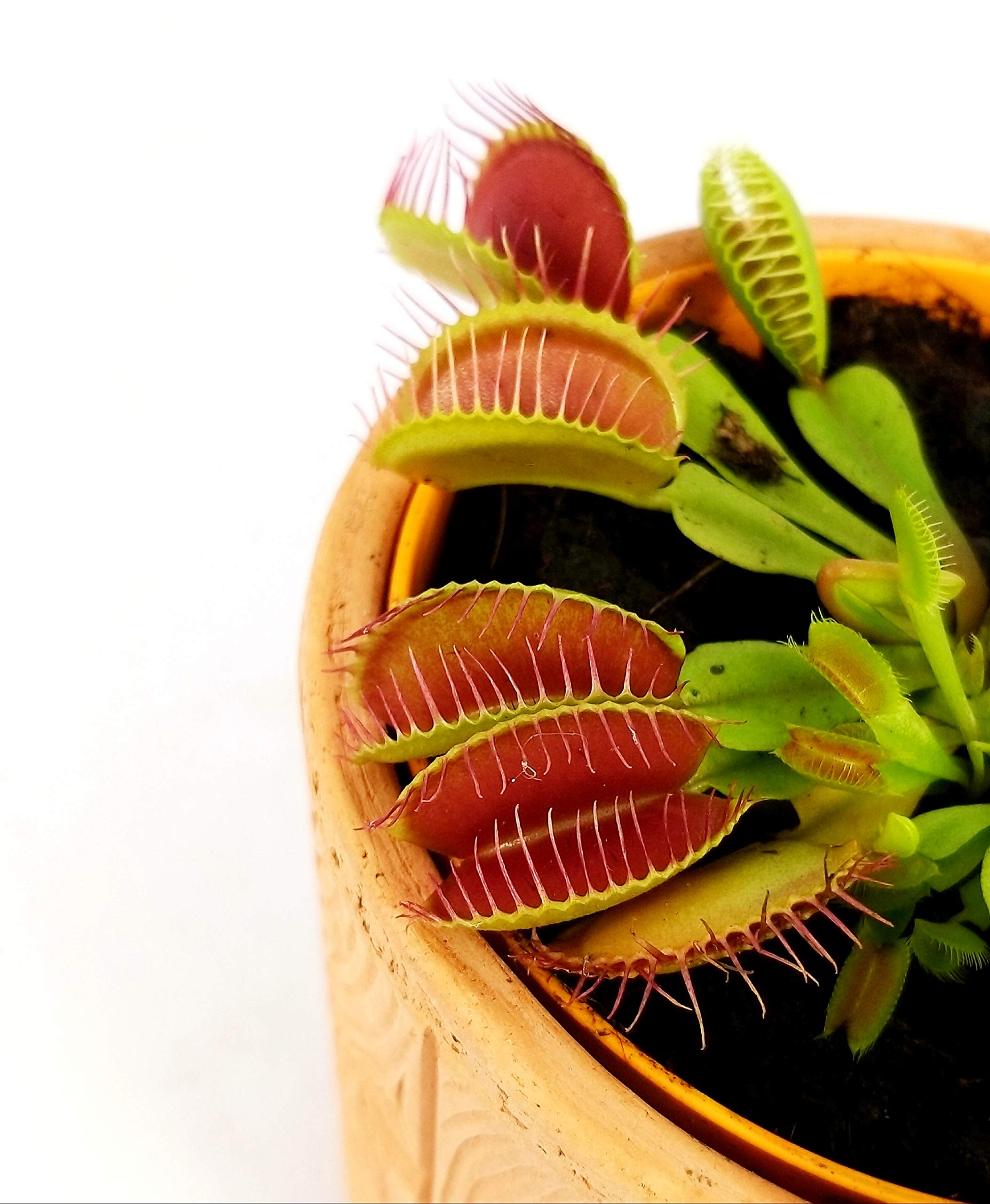 POWERS TO FLOWERS Dionaea Muscipula (Venere Acchiappamosche) In Vaso 9cm | Pianta Vera Carnivora, Antizanzare, Con Omaggio Sorpresa - 2