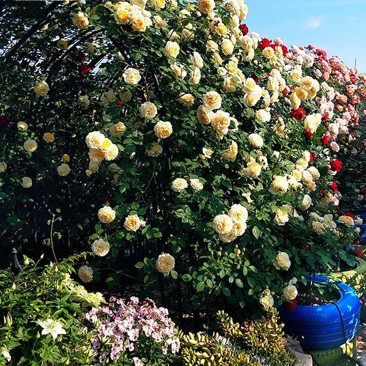 Garden Arches Curved Metal Durable Iron Trellis Plants Stand Use Garden for Various Climbing Plant Roses Vines Outdoor Garden Lawn Backyard Patio Black