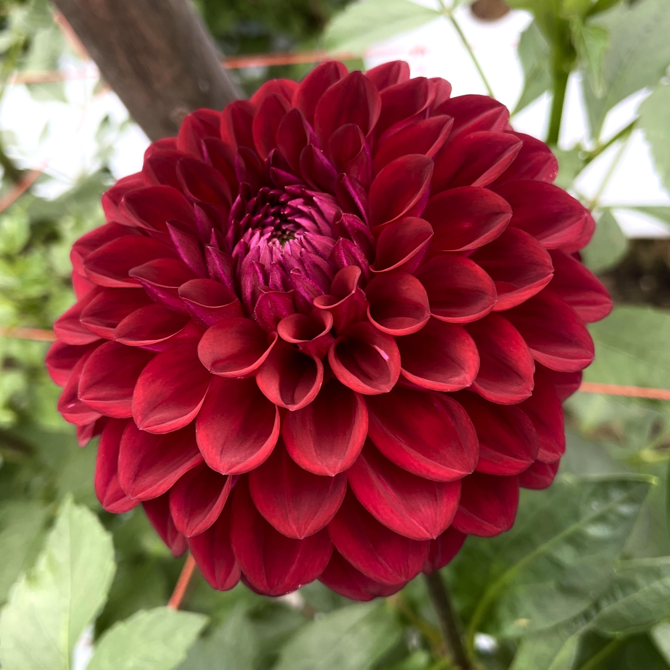 Amazon.co.jp: ダリア 球根 恋紅 こいべに 2球 花農家 正規品 中 Amazon.co.jp: ダリア 球根 恋紅 こいべに 2球 花農家 正規品 中