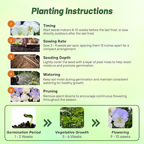 Miniatura 5 de Outsidepride Pansy Cool Wave Frost Spreading, Trailing, cubierta de suelo de crecimiento rápido o flores de jardín, 30 semillas