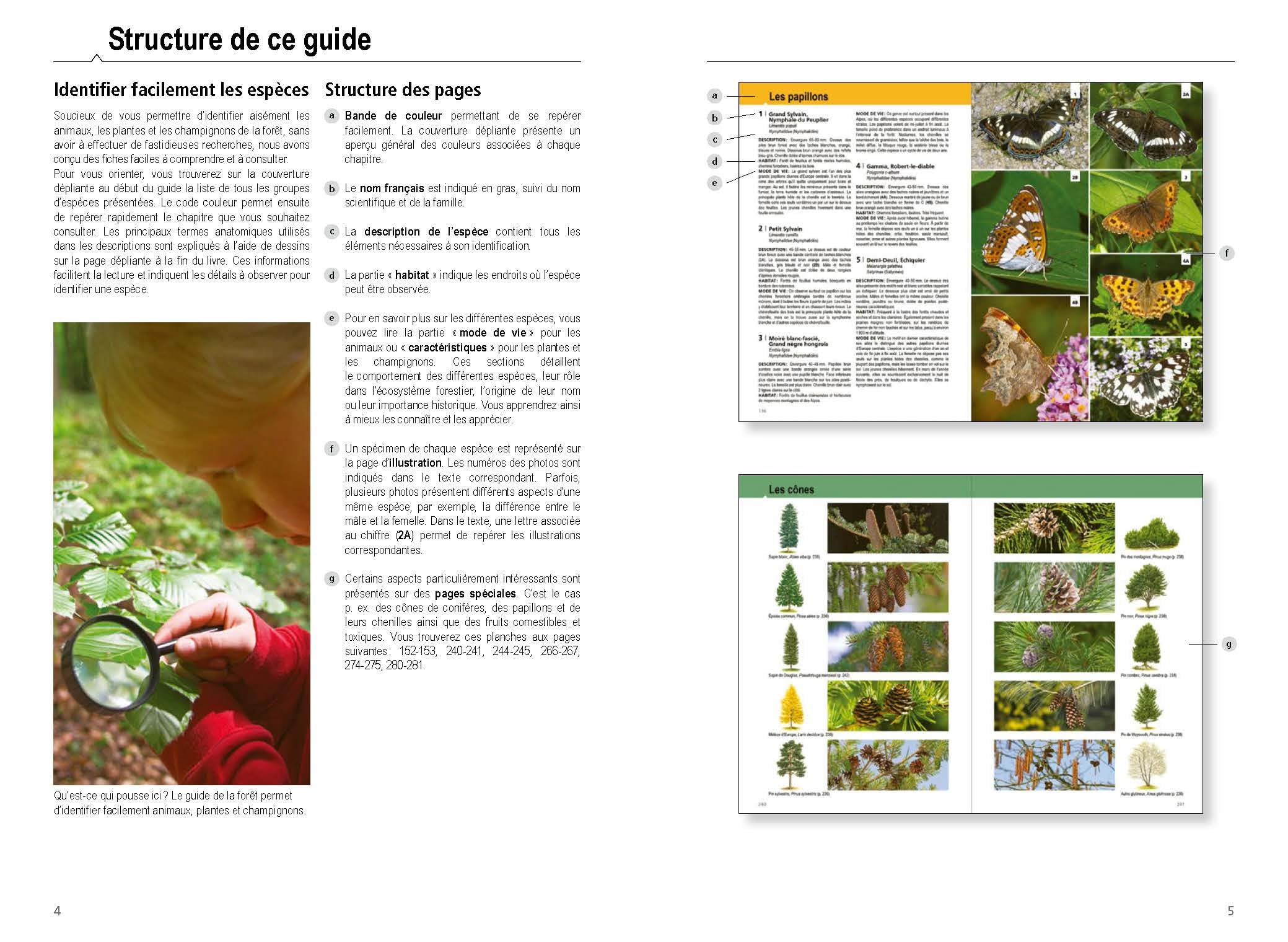 Le Guide de la forêt: Milieu, faune et flore des forêts d'Europe