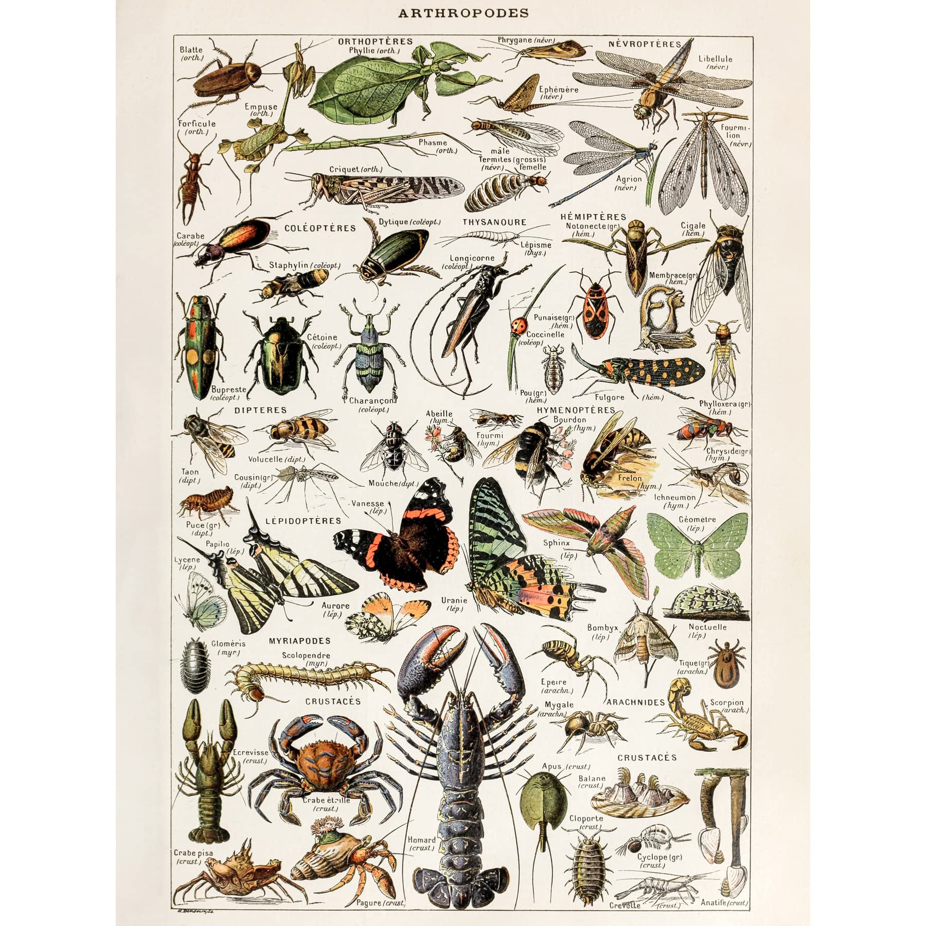 Artery8 Millot Encyclopedia Arthropods Exoskeletal Animals Unframed Wall Art Print Poster Home Decor Premium