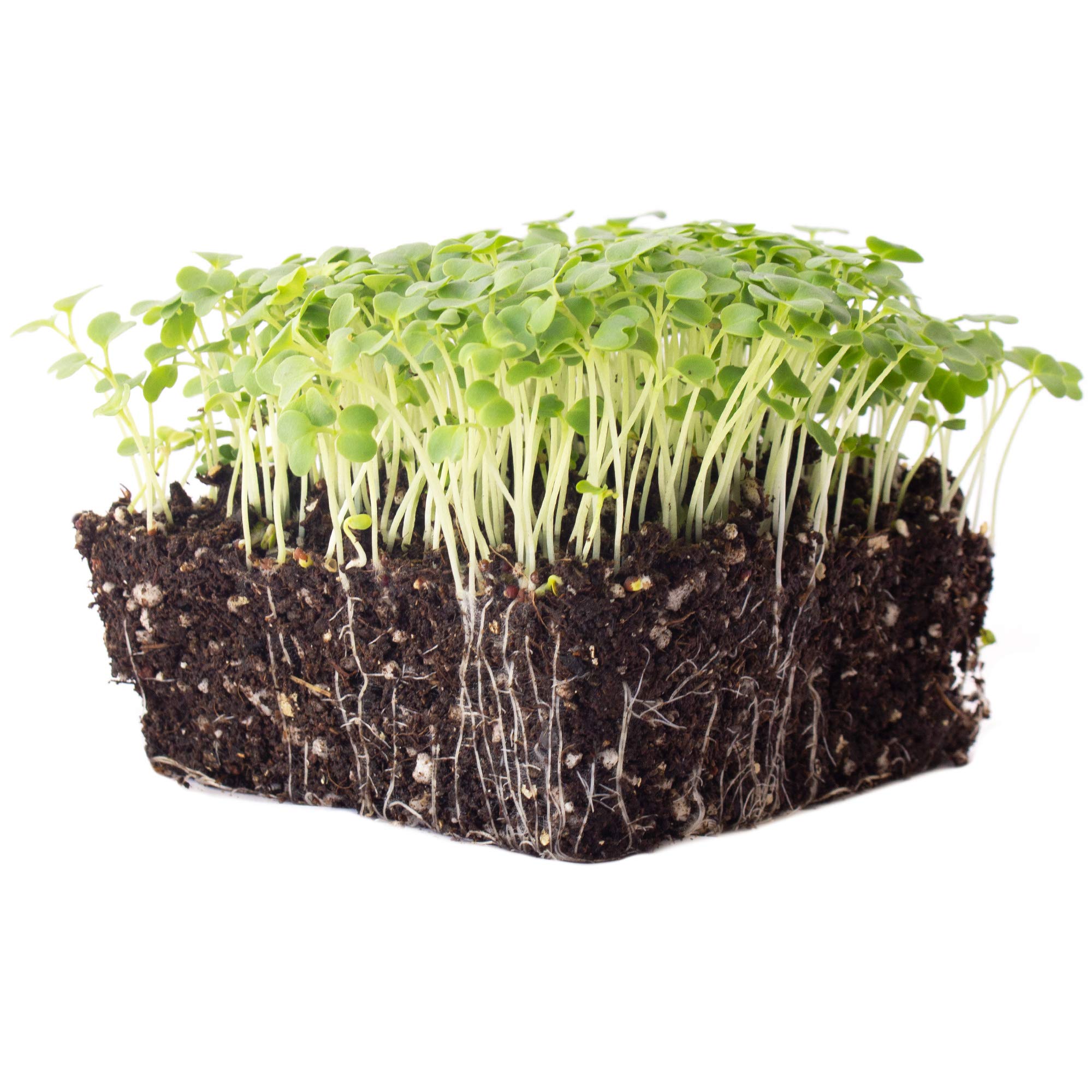 Green Mustard Microgreens Seeds